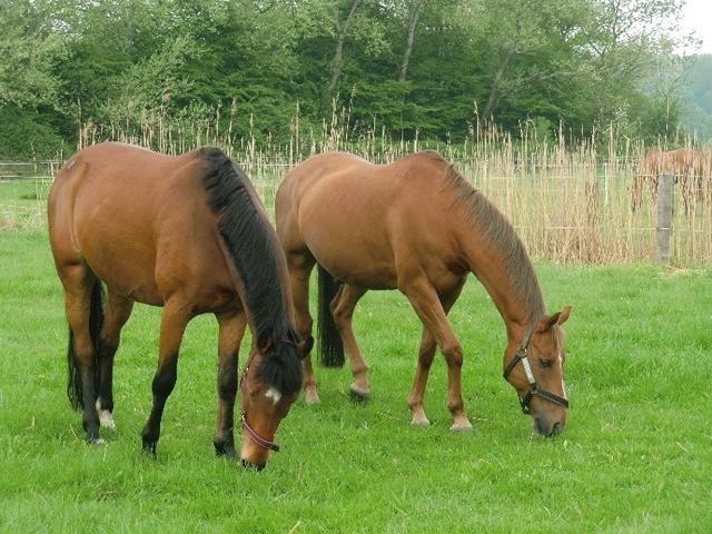 Pferde auf der Weide an grasen